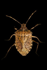 Punaise marbrée (Halyomorpha halys)