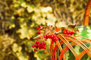 Basket with watermelon and red viburnum on a background of dry straw.