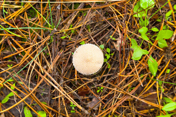 Poisonous mushrooms in the forest on the ground among pine needles, moss and grass.