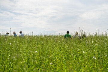 farmer in meadow chwcking a crop of green plants