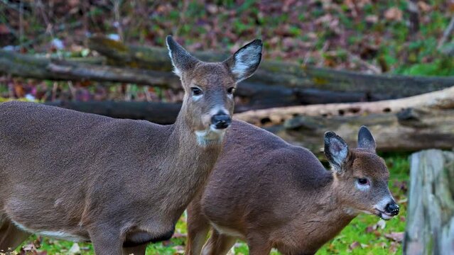 Young doe feeding in our yard this Autumn in Windsor in Broome County in Upstate NY.