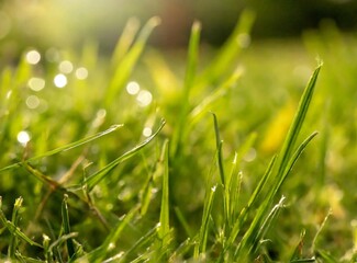 Obraz premium Green grass on a sunny day, macro photography background