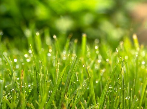 Green grass on a sunny day, macro photography background