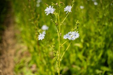 white flower clover flower in a field on a farm