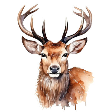 Hand painted artistic watercolor deer illustration isolated on white background