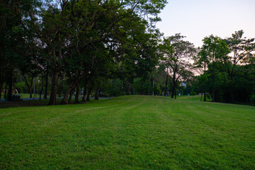 Fototapeta na wymiar Green park sunset with meadow and tree