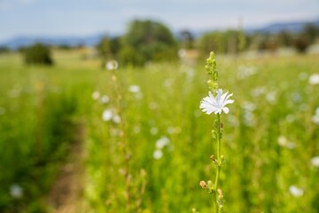 white flower clover flower in a field on a farm