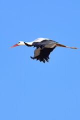 volo libero