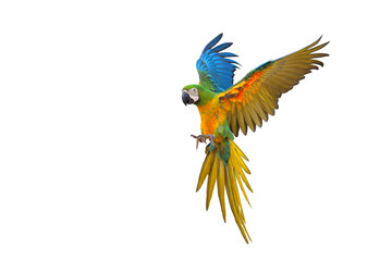 Colorful of Chestgold Macaw parrot flying isolated on transparent background. Chestnut-fronted macaw mated with Blue and gold macaw.