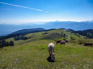 Group of cows grazing on alpine pasture on Dobratsch, Villacher Alps, Carinthia, Austria, Europe. Remote cattle farm in wilderness of Austrian Alps. Peaceful and serene atmosphere. Fresh alpine air