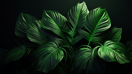 Tropical leaves on a dark background illuminated by light
