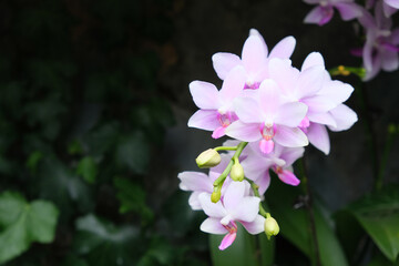 pink Phalaenopsis (moth orchids) flowers - obrazy, fototapety, plakaty
