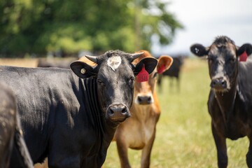 portrait Stud dairy cows grazing on grass in a field, in Australia. breeds include Friesian, Holstein, Jersey stud