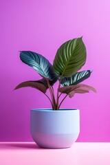 Playful Pink: Plant in a Pink Container Against Contrasting Background