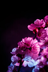 Spring tree blossom in blue and purple, neon color, tree blossom