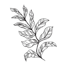 Branch and leaves collection. Floral hand drawn ink vintage set. Sketch line art illustration. Element design for greeting cards and invitations of the wedding, birthday