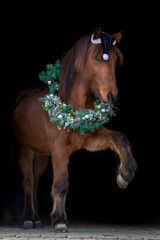Christmas horse black shot: A icelandic horse wearing a wreath and showing a trick on black background - obrazy, fototapety, plakaty