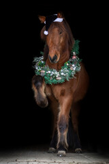 Christmas horse black shot: A icelandic horse wearing a wreath and showing a trick on black...