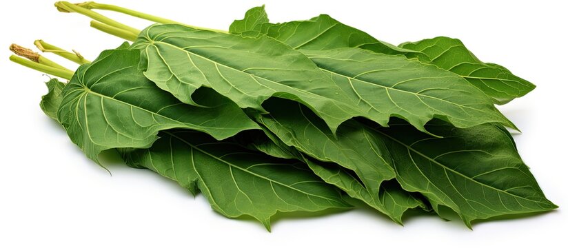 In Indonesian, the leaves of Abelmoschus manihot are known as gedi leaf or pepaya jepang, and are similar to papaya leaves with numerous health benefits, commonly used as herbal medicine.