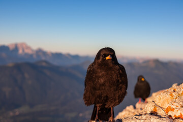 Black bird sitting on rock with scenic sunrise view from Dobratsch on Julian Alps and Karawanks in...