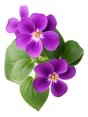 African Violet flowers isolated on white background