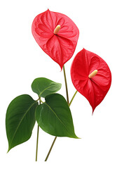 red Anthurium isolated on white background