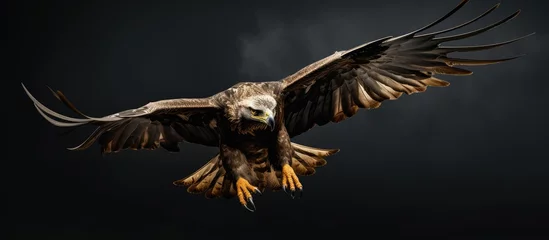 Fototapeten Flying Golden Eagle. © AkuAku