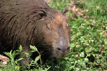 Fat Capybara, Hydrochoerus hydrochaeris, eats grass. 