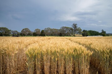 Crop rows of wheat and barley plants showing Agriculture growth and Agronomy