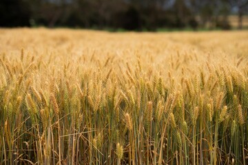 farming landscape of a wheat crop in australia