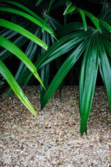 Palm leaf and washed gravel floor, Natural scene background for display or showcase product