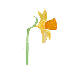 Naklejka premium hand drawn watercolor illustration of daffodils, Picture for cards and banners, invitations. Illustration of spring flowers, primroses, Narcissus