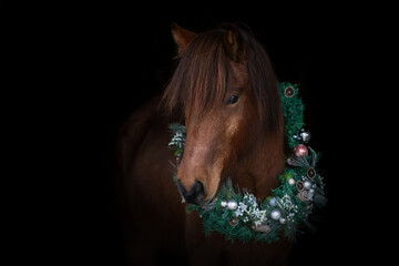 Horse christmas black shot: A beautiful icelandic horse wearing a wreath on black background