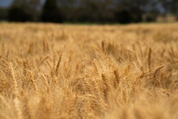beautiful farming landscape of wheat fields and crops growing in australia