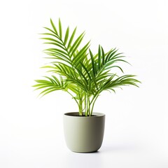 Areca Palm plant in pot. idea plant for garden. isolated on white background.
