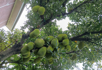 green jackfruit