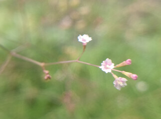 close up of a flower