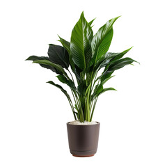 Peace Lily Spathiphyllum spp houseplant in a pot on a transparency background. Png format.