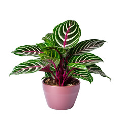 Obraz premium Calathea makoyana houseplant in a pot on a transparency background. Png format.