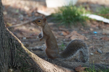 A squirrel of Milan, Italy
