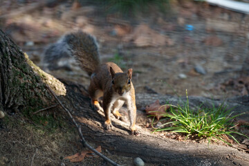 A squirrel of Milan, Italy