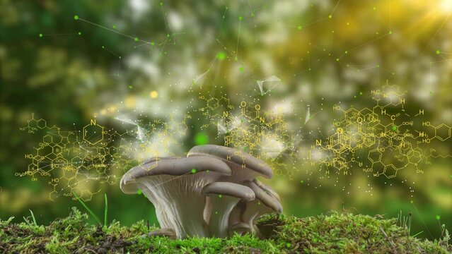 Growing oyster mushrooms, chemical formulas moving in space, the concept of plant growing, the need for a balanced environment for the growth of plants and fungi, the time span of oyster mushroom