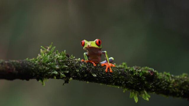 Red-eyed tree frog in Costa Rica 