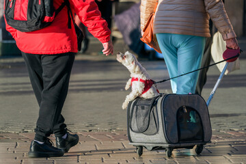 A small dog in a red harness, standing on its hind legs and extending its hand to a man in a red...