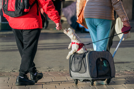 A small dog in a red harness, standing on its hind legs and extending its hand to a man in a red jacket. The dog is attached to a carrier on wheels. Concept of travel or caring for pets