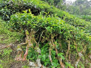 Fototapeta na wymiar old tea plants in malaysia