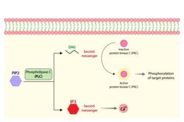 Fotobehang Phospholipase C (PLC). Diacylglycerol (DAG) and Inositol 1,4,5 trisphosphate. Protein kinase C (PKC). Vector illustration.   © PH-HY