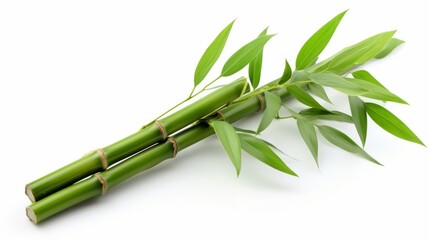 Green bamboo with leaves isolated on white background with clipping path and full depth of field...