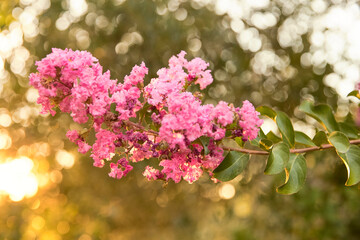 pink blossom