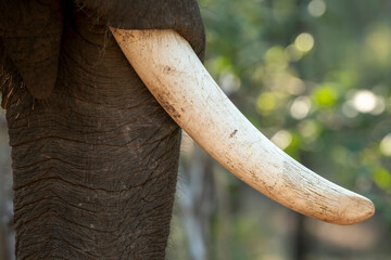 wild indian elephant Tusk or Tusks Detailed during safari in jim corbett national park forest or...